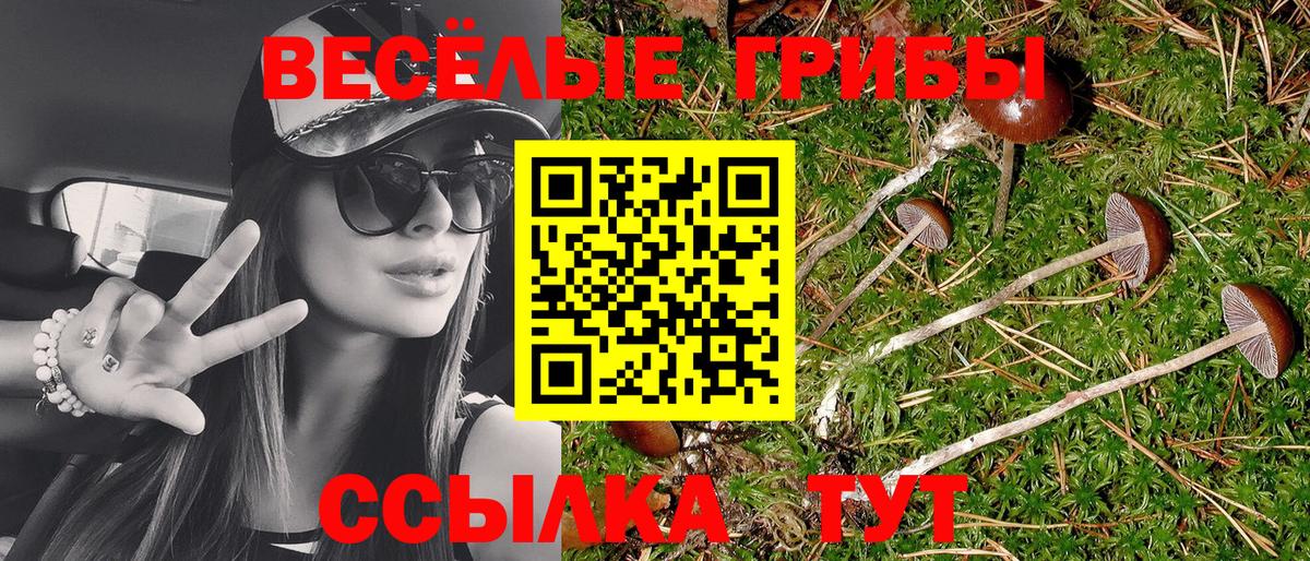 Галлюциногенные грибы Psilocybe Заводоуковск